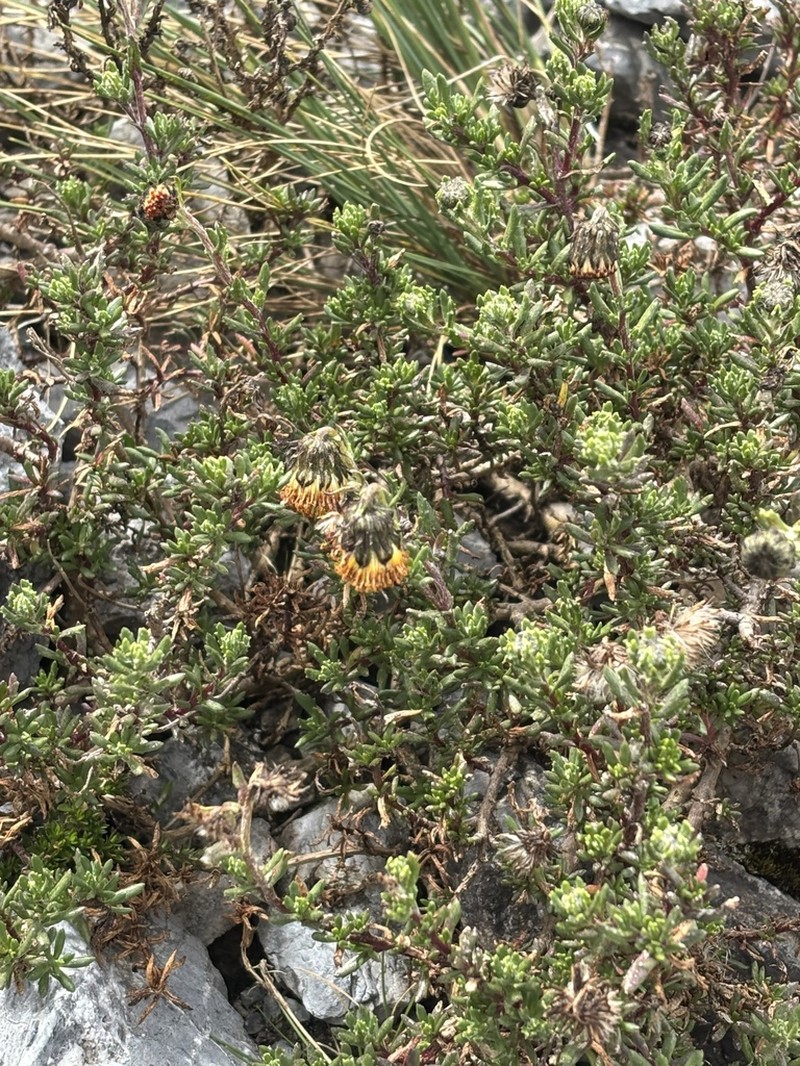 Senecio crassiandinus photo 4