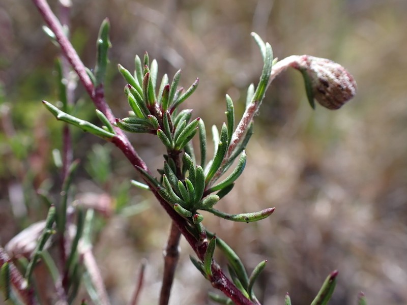 Senecio crassiandinus photo 5
