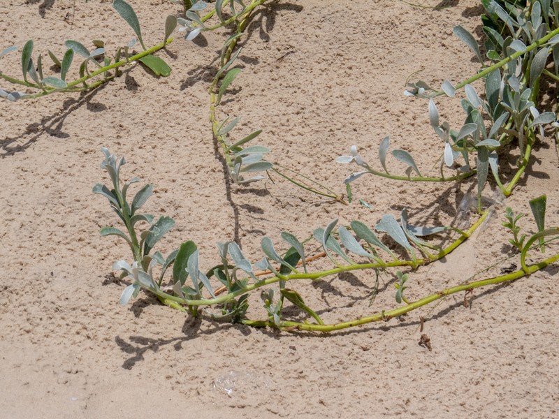 Senecio crassiflorus photo 2