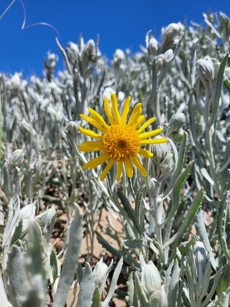 Senecio crassiflorus photo 3