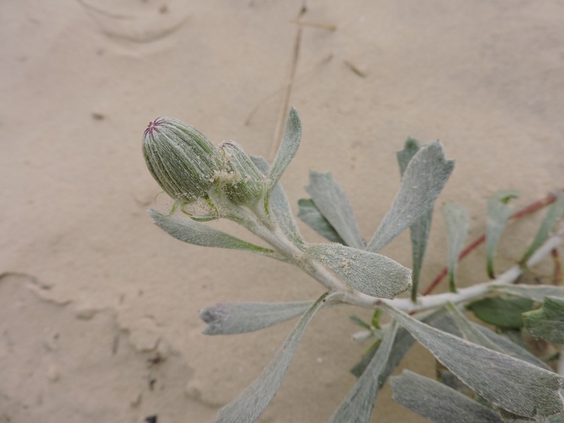 Senecio crassiflorus photo 4