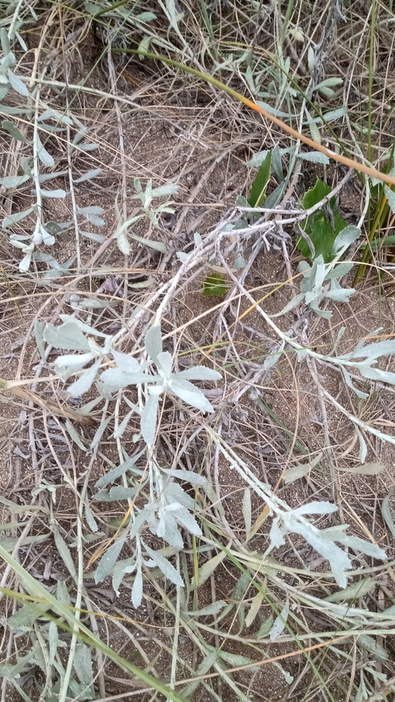 Senecio crassiflorus photo 5