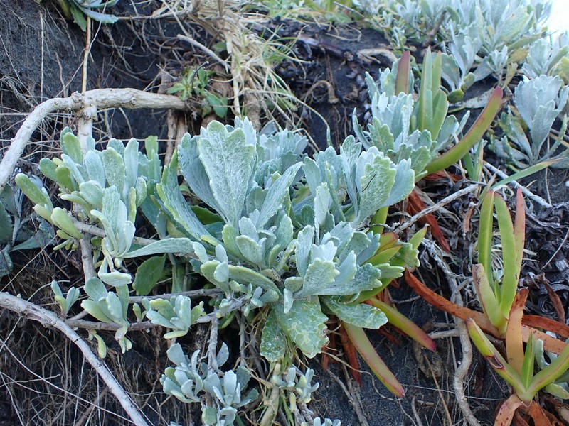 Senecio crassiflorus photo 6