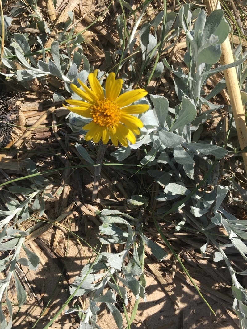 Senecio crassiflorus photo 7