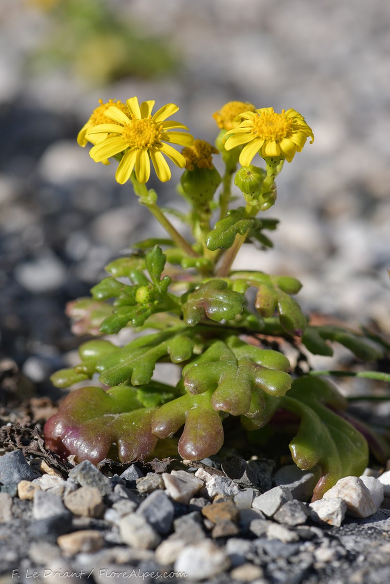 Senecio crassifolius