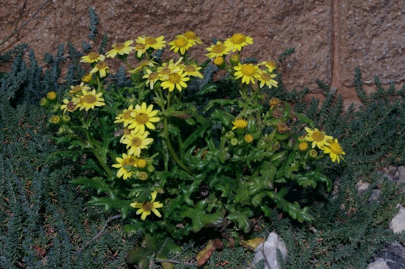 Senecio crassifolius photo 2