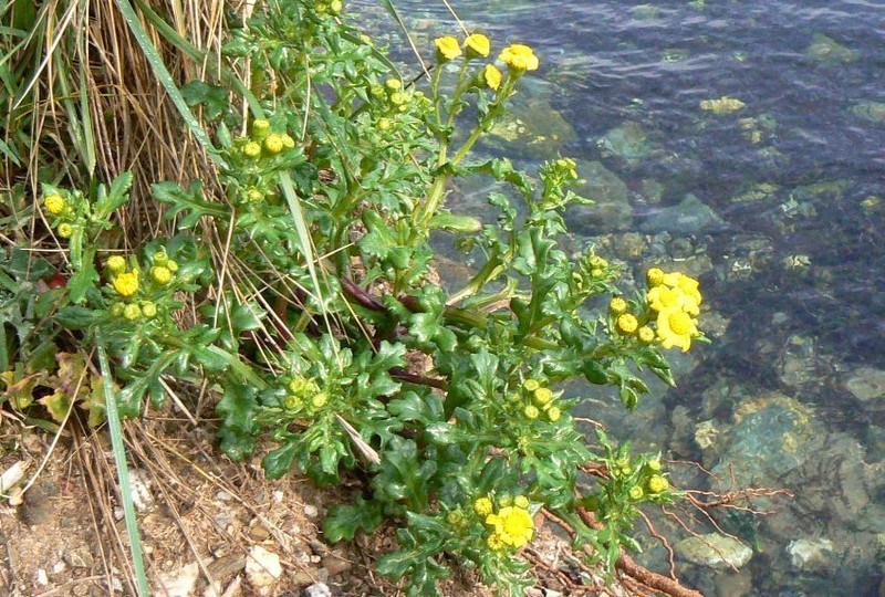 Senecio crassifolius photo 3