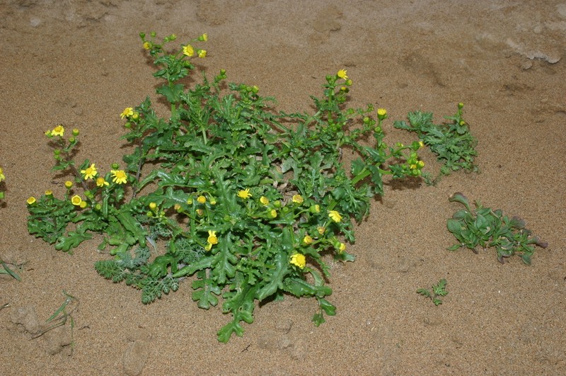 Senecio crassifolius photo 4