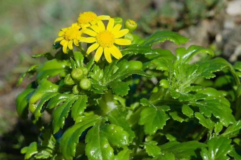 Senecio crassifolius photo 5