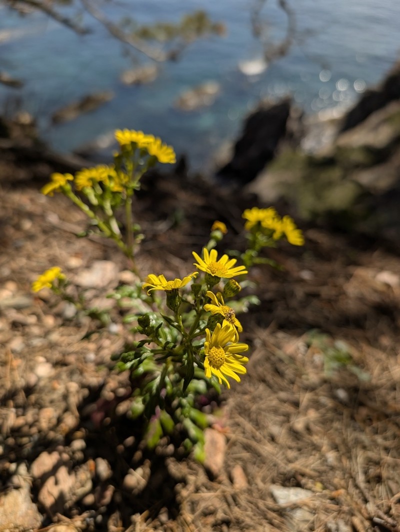 Senecio crassifolius photo 6