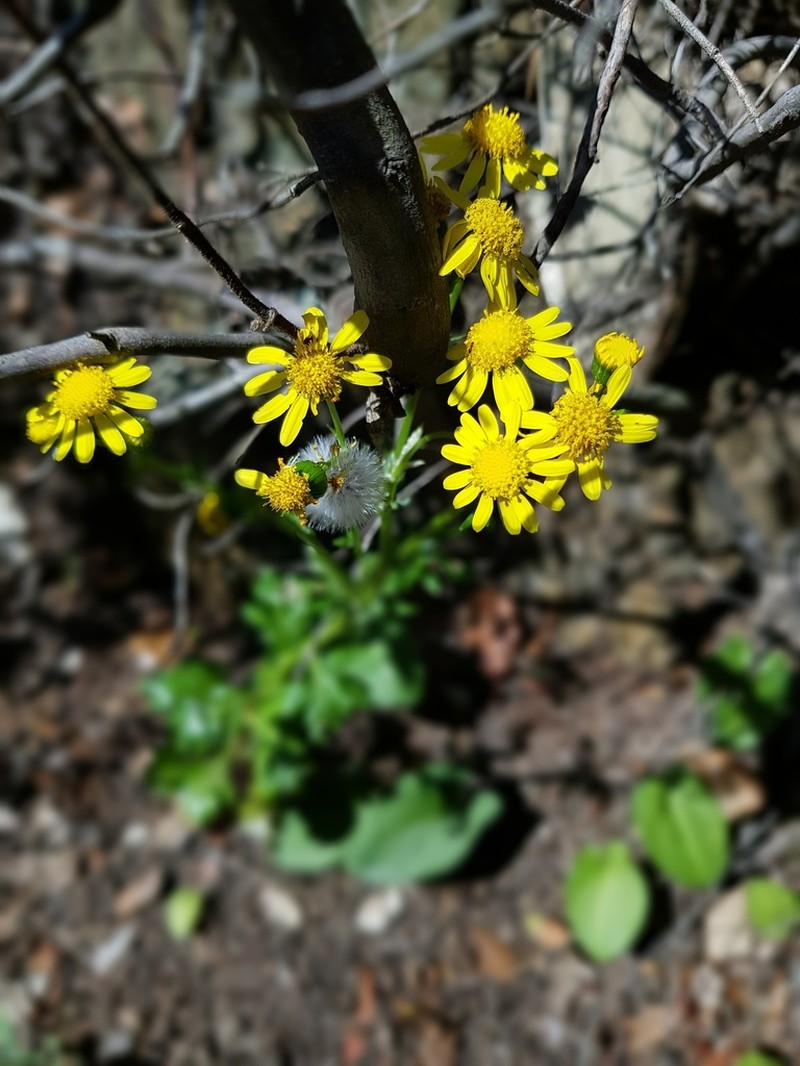Senecio crassifolius photo 7