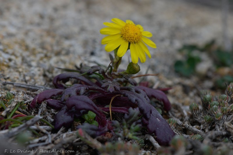 Senecio crassifolius photo 8