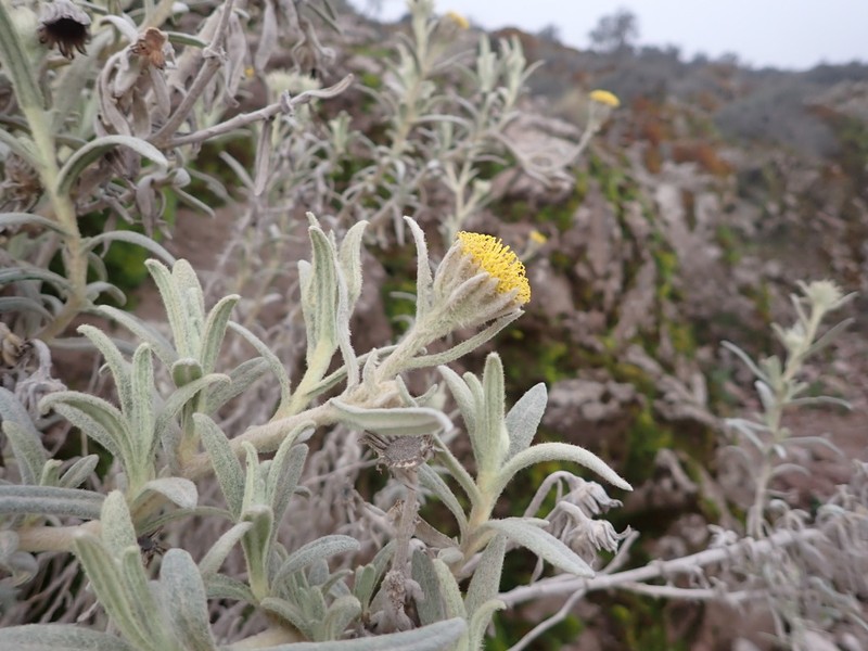 Senecio crassilodix photo 2