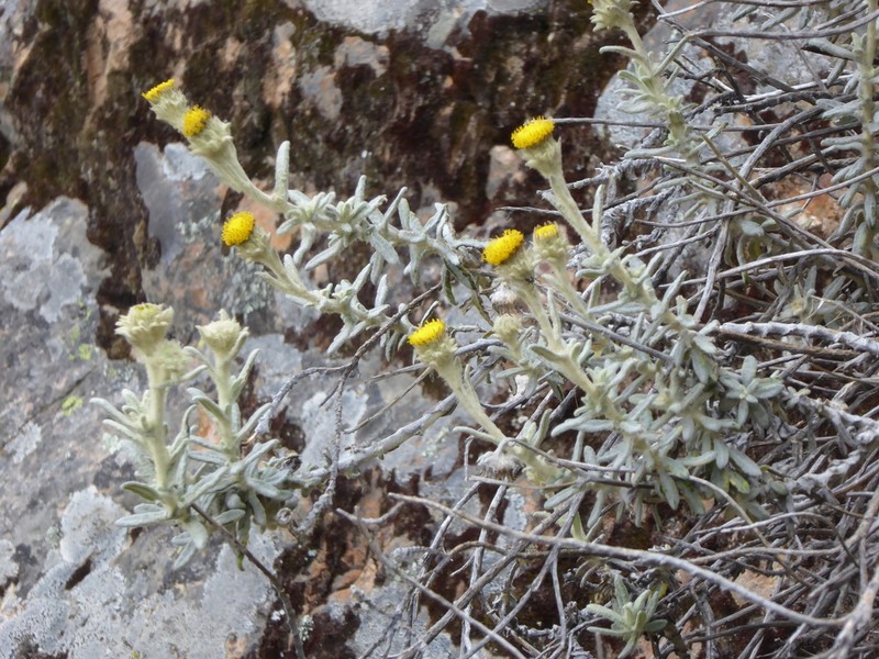 Senecio crassilodix photo 3
