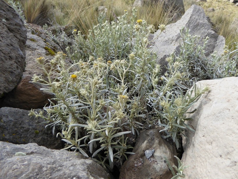 Senecio crassilodix photo 5