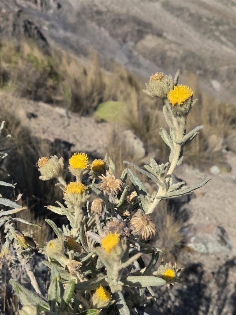 Senecio crassilodix photo 6