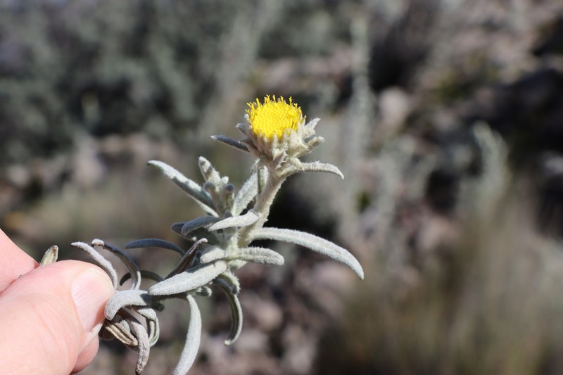Senecio crassilodix photo 8