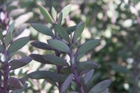 Senecio crassissimus