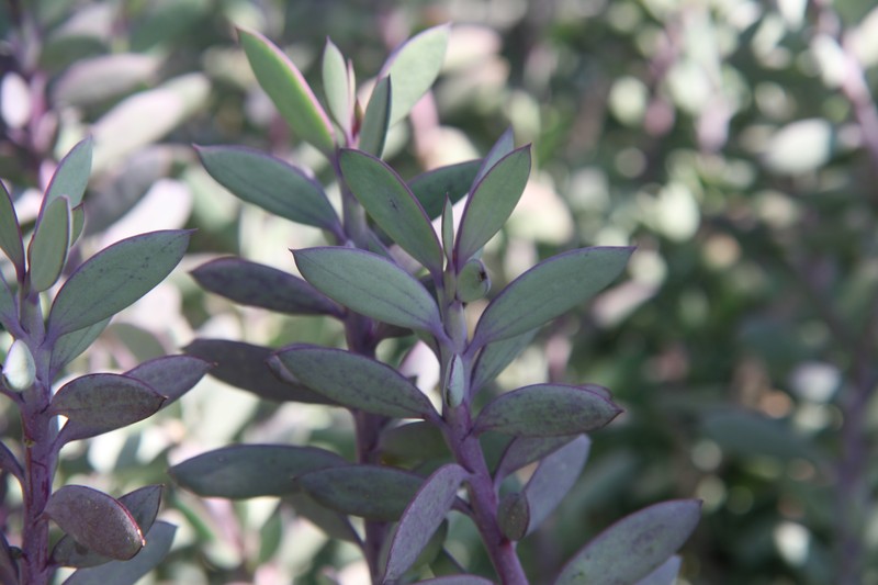 Senecio crassissimus