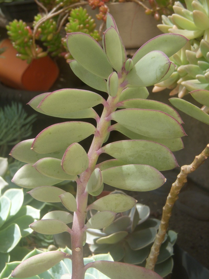 Senecio crassissimus photo 2