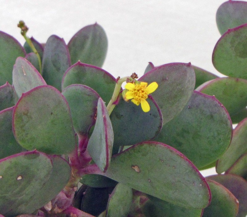 Senecio crassissimus photo 3