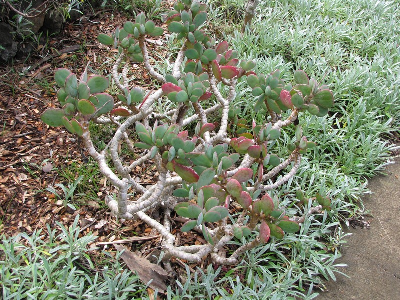 Senecio crassissimus photo 4