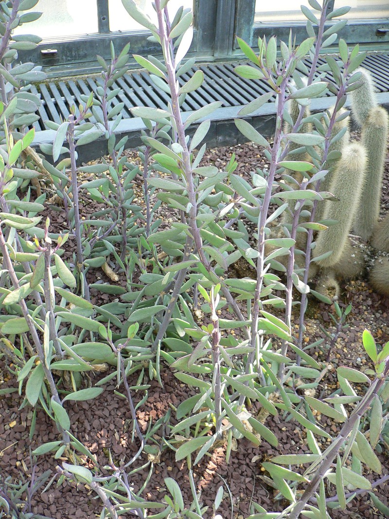 Senecio crassissimus photo 5