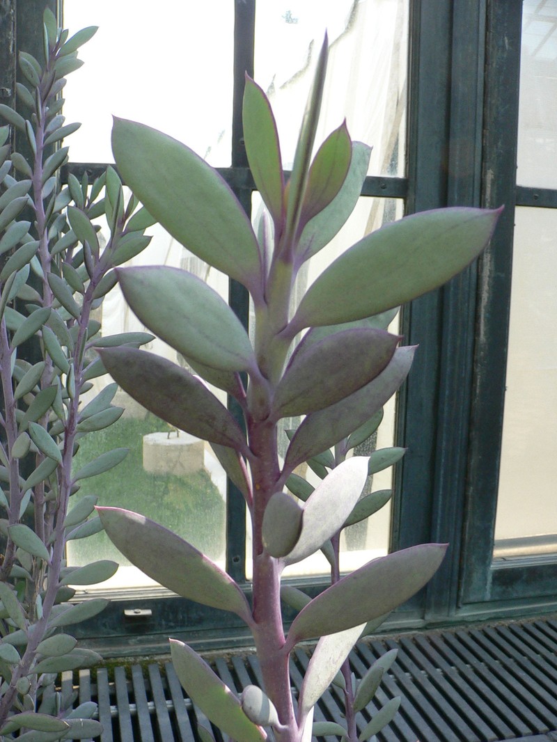 Senecio crassissimus photo 6