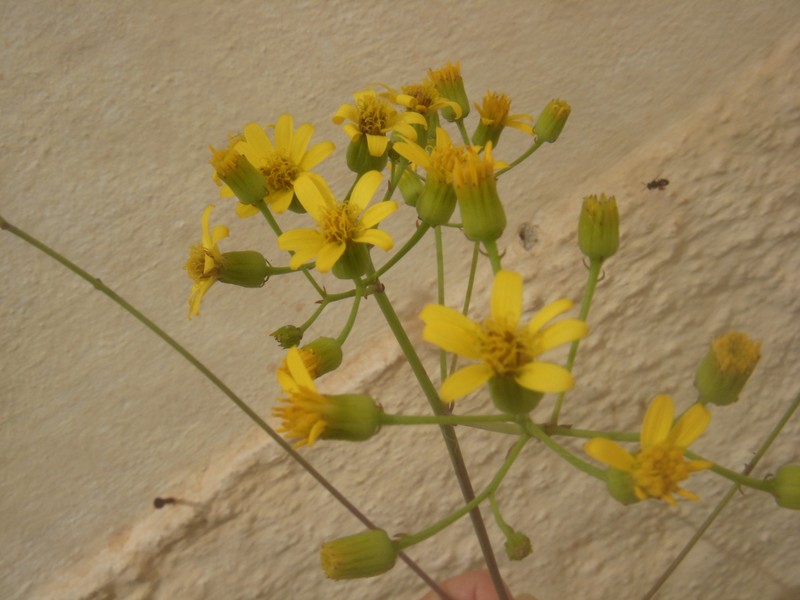 Senecio crassissimus photo 7