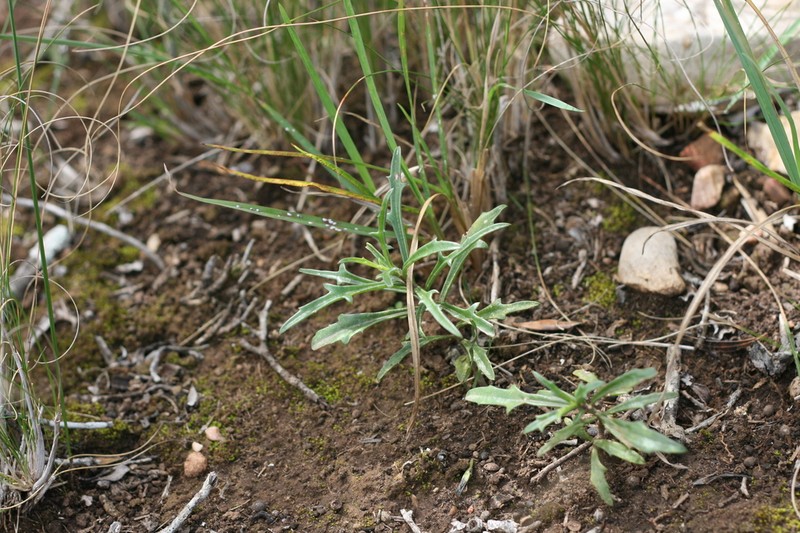 Senecio crassiusculus