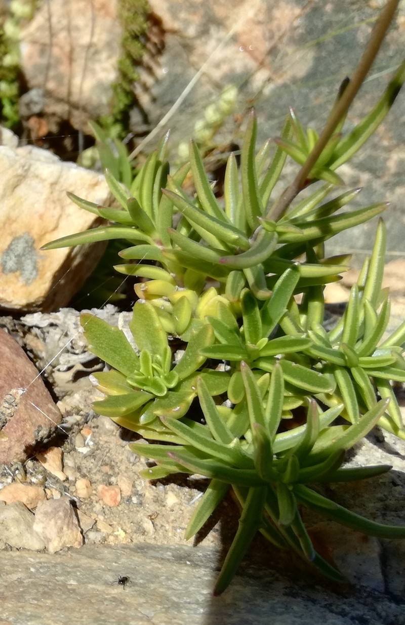 Senecio crassiusculus photo 2