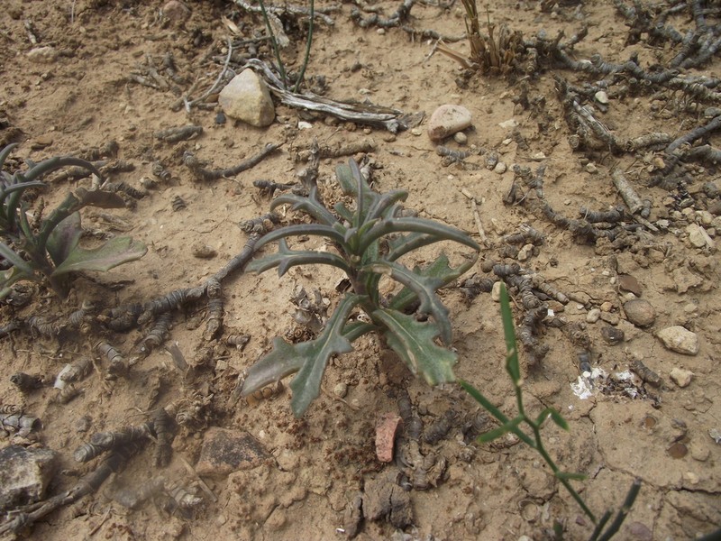 Senecio crassiusculus photo 3