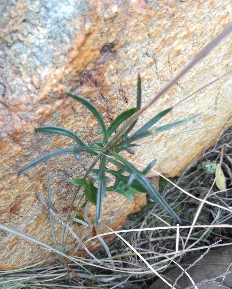 Senecio crassiusculus photo 4