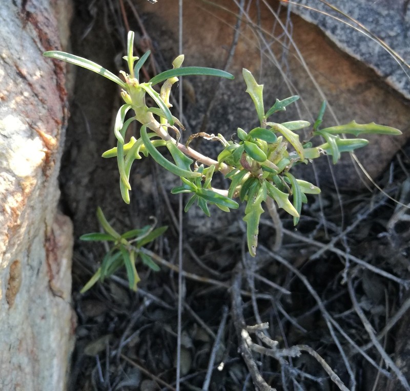 Senecio crassiusculus photo 5
