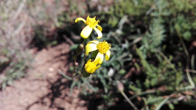 Senecio crassiusculus photo 6