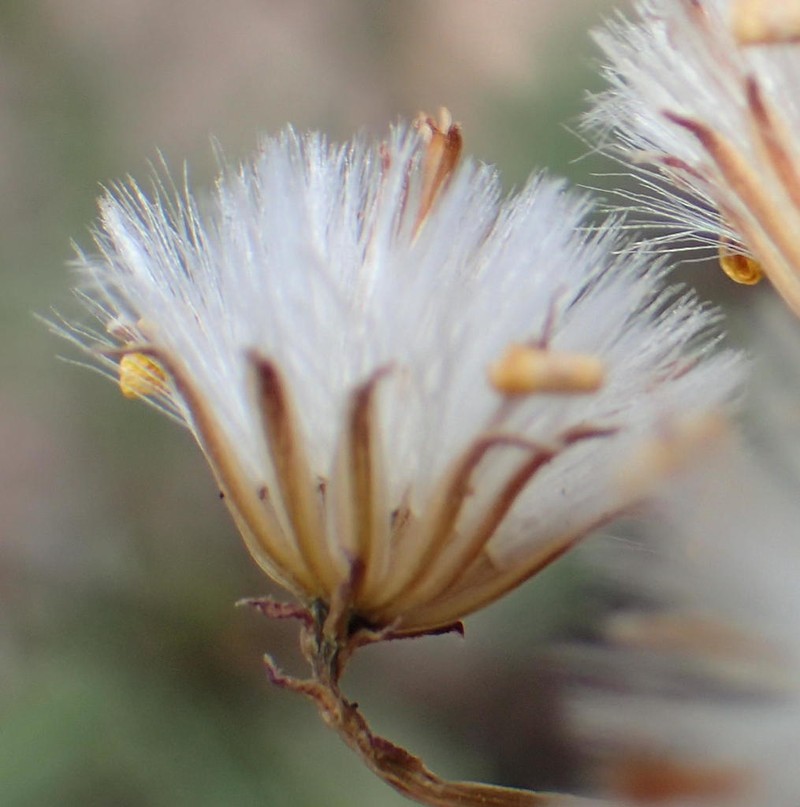 Senecio crassiusculus photo 8