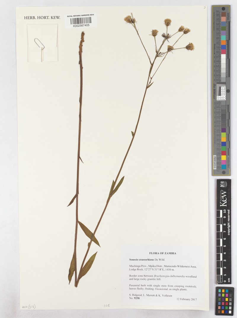 Senecio crassorhizus photo 3