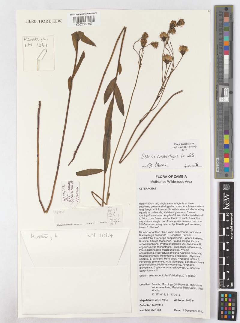 Senecio crassorhizus photo 4
