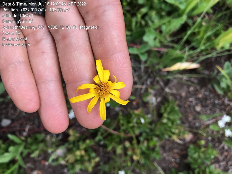 Thickleaf Ragwort