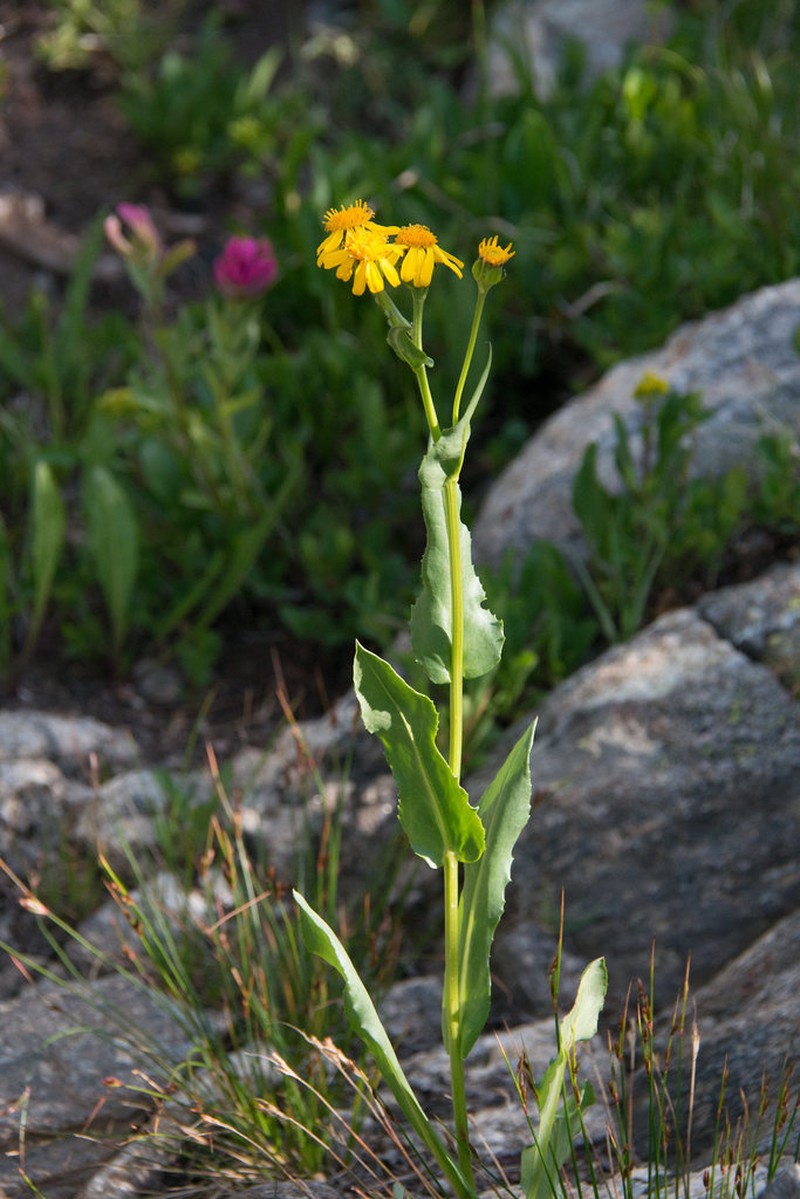 Thickleaf Ragwort photo 2