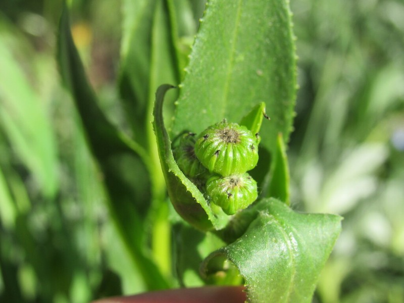 Thickleaf Ragwort photo 3