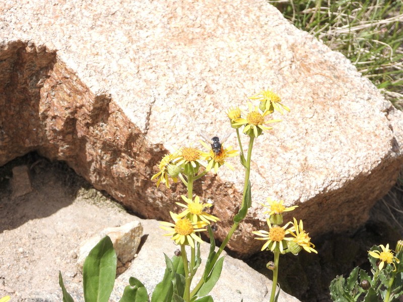 Thickleaf Ragwort photo 4