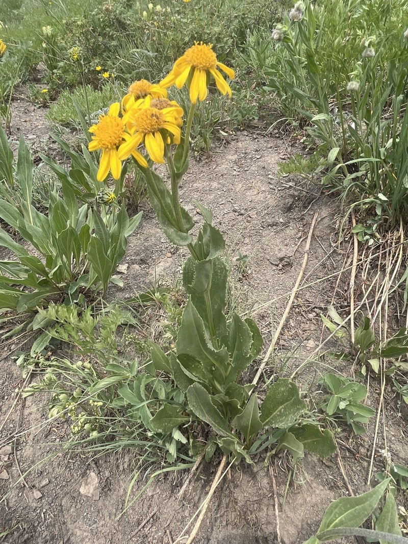 Thickleaf Ragwort photo 5