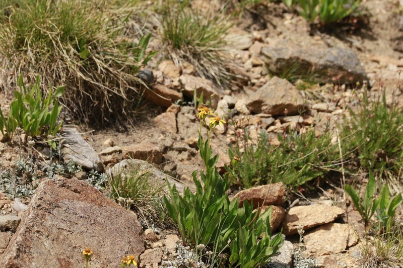 Thickleaf Ragwort photo 6