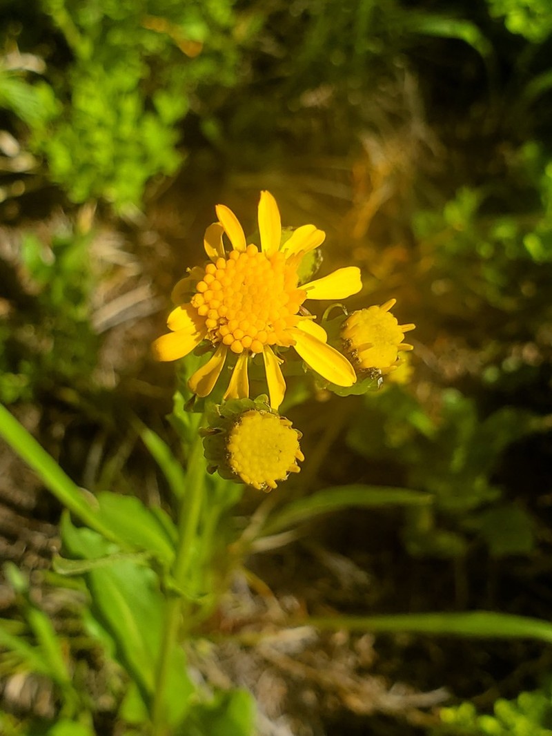 Thickleaf Ragwort photo 7