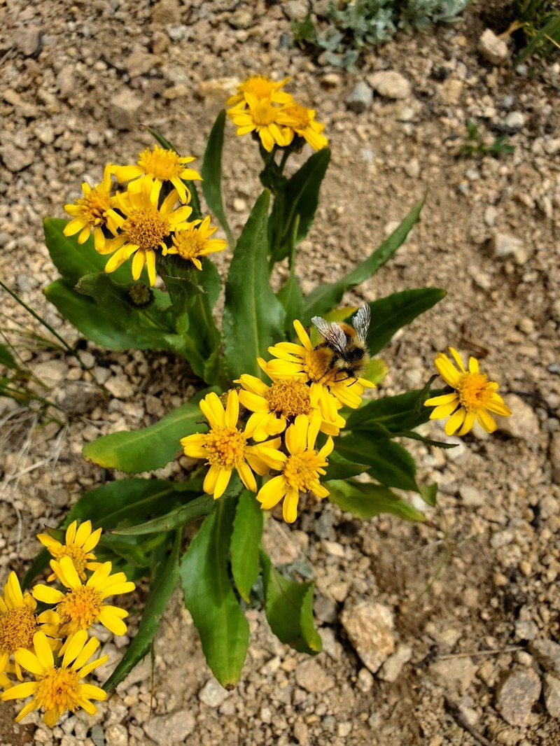Thickleaf Ragwort photo 8