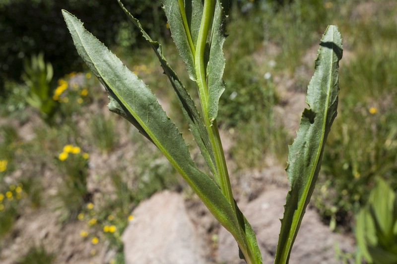 Thickleaf Ragwort photo 2