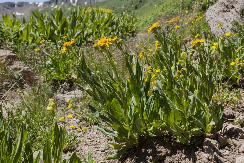 Thickleaf Ragwort