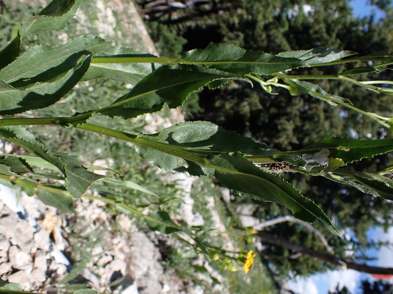 Thickleaf Ragwort photo 3