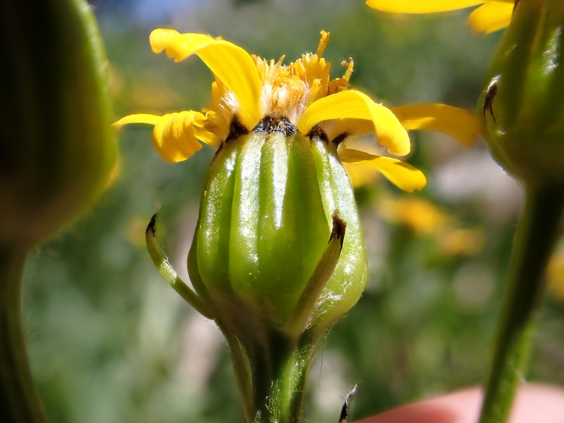 Thickleaf Ragwort photo 4
